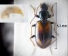 Bembidion scapulare